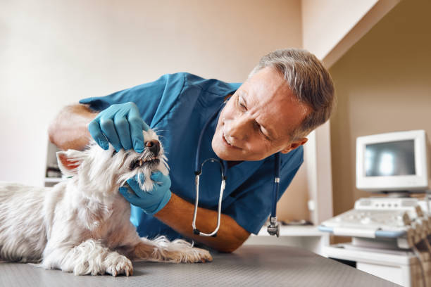Best Weekend Emergency Dentist in New Windsor, MD